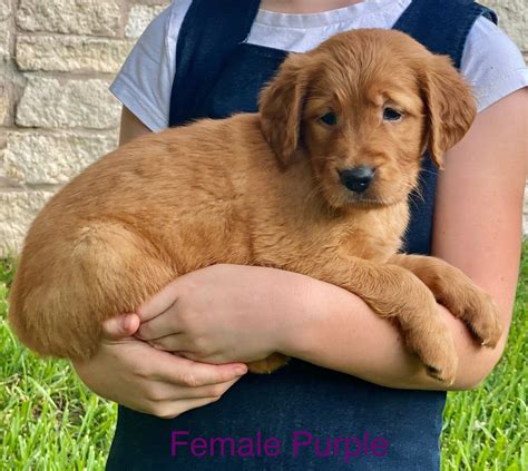 Akc golden retriever puppies - Carrying on a legacy of five generations, providing some of the finest, healthiest, fun loving, and full of heart, AKC Golden Retrievers. This legacy of excellence is from our family to yours since 2004. We love the privilege of having a …